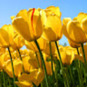 Meet your Posher, Pessy